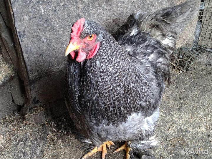 Петухи молодые