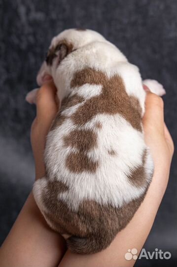 Щенки алабая среднеазиатской овчарки