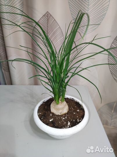 Бокарнея нолина