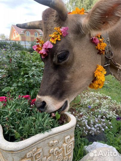 Молоко творог масло домашнее Джерси