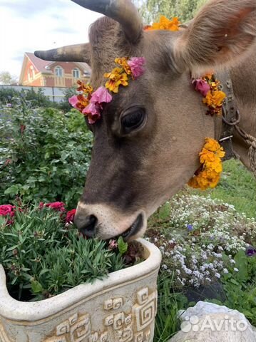 Молоко творог масло домашнее Джерси
