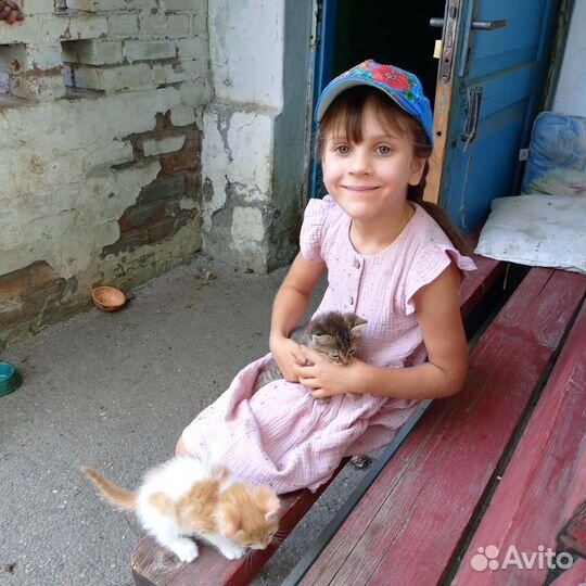 Отдам в добрые руки котят