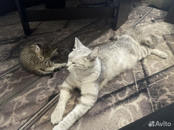 Кошка