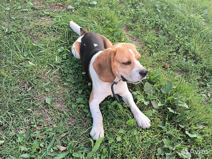 Вязка бигль