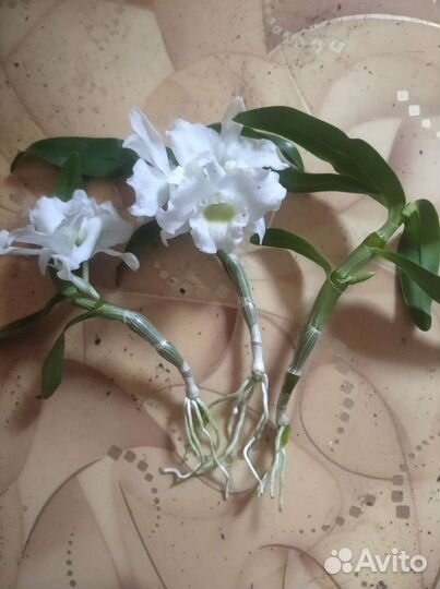 Орхидея дендробиум