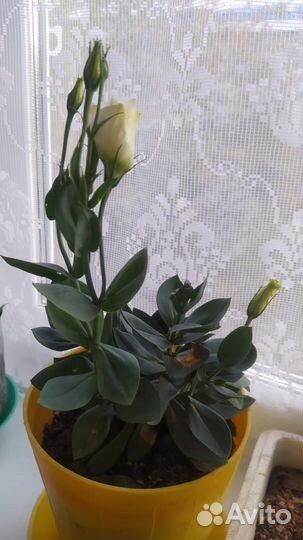 Эустома в горшке