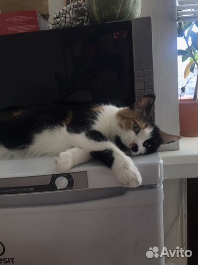 Трехцветная кошка