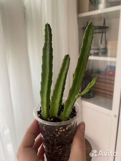 Комнатные растения (разные)