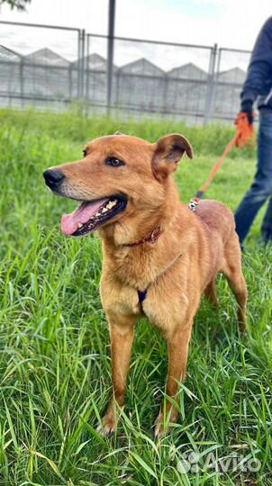 Замечательный пёс-компаньон ищет дом