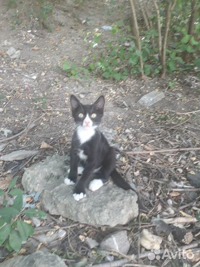 Отдам, бесплатно чёрно-белого ангорского котёнка
