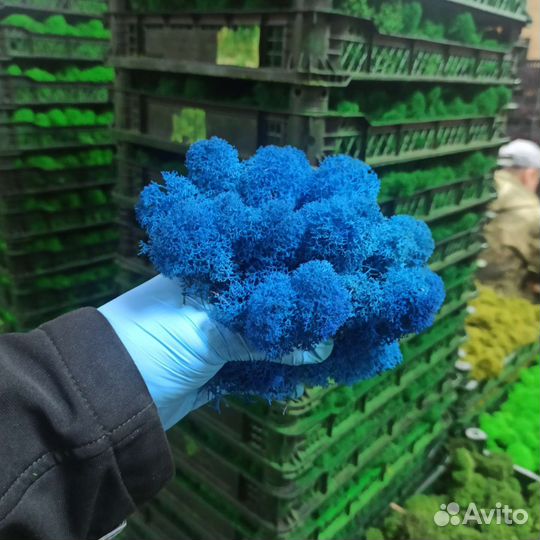 Мох стабилизированный от производителя