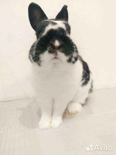 Декоративные кролики