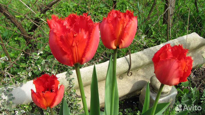 Луковицы тюльпанов