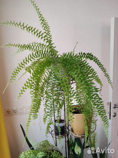 Комнатные цветы, папоротник
