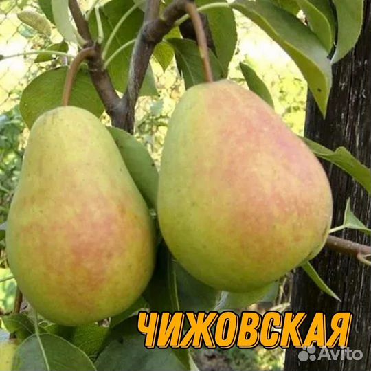 Саженцы груши летние