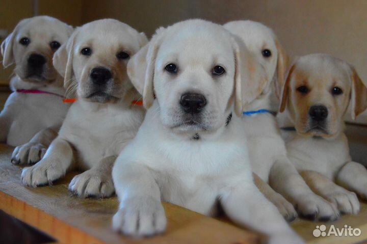Щенки лабрадора ретривера