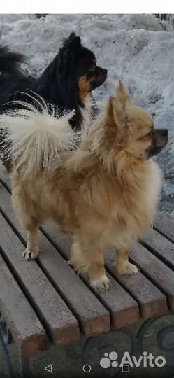 Вязка чихуахуа