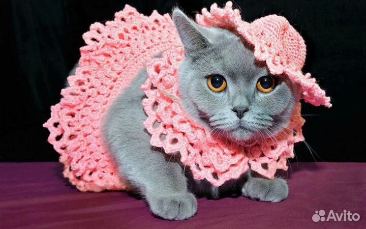 Вязание одежды для домашних животных