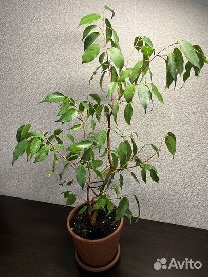 Фикус бенджамина