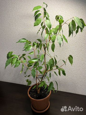 Фикус бенджамина