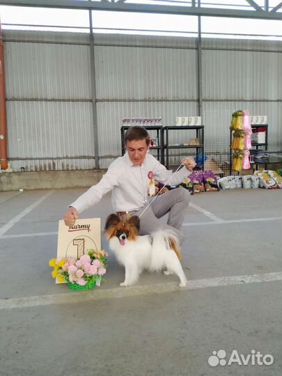 Вязка папийон