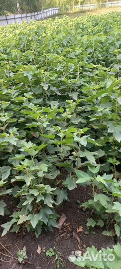 Саженцы черной смородины