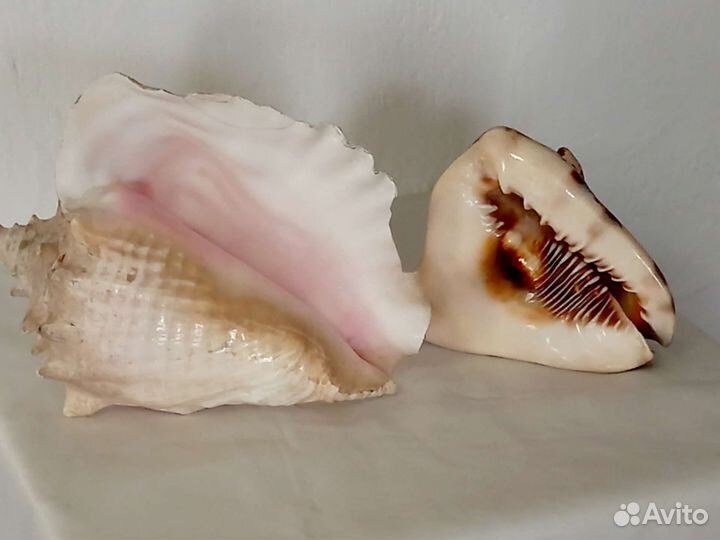 Морские ракушки раковины
