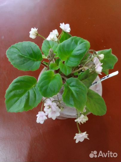 Сортовые фиалки