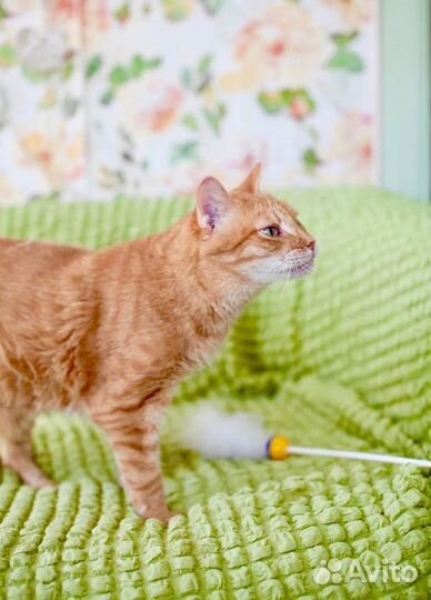 Шуберт - рыжее счастье в дар