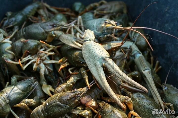 Раки с доставкой