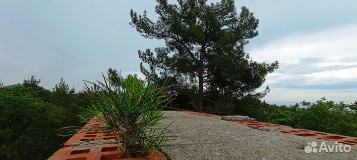 Сосна саженци пицундская