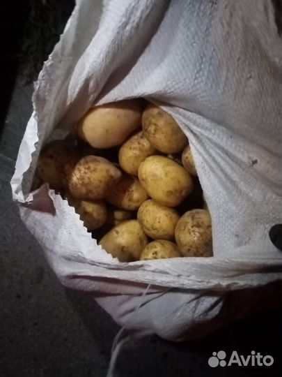Продам картофель