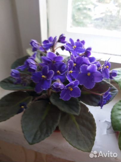 Фиалка в горшках