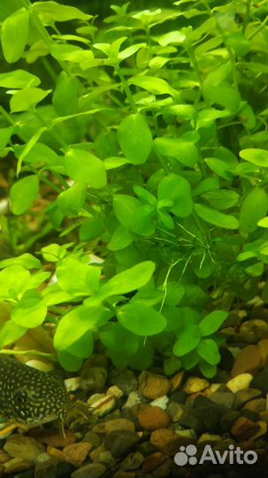 Прополка аквариумных растений