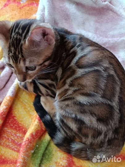Бенгальская кошка
