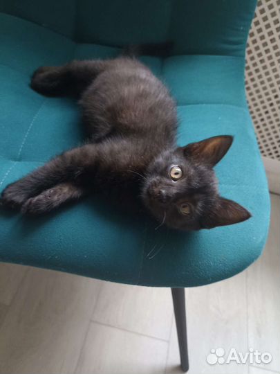 Кошка в дар бесплатно