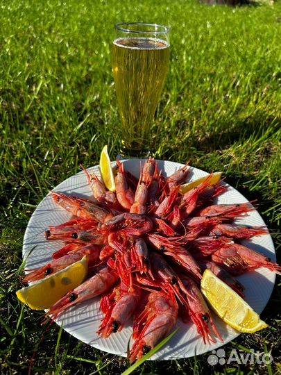 Креветка магаданская вылов 2024