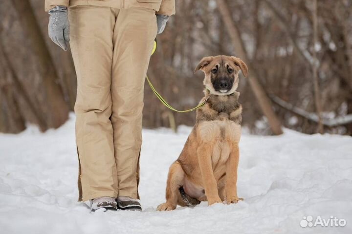 Щенок в добрые руки