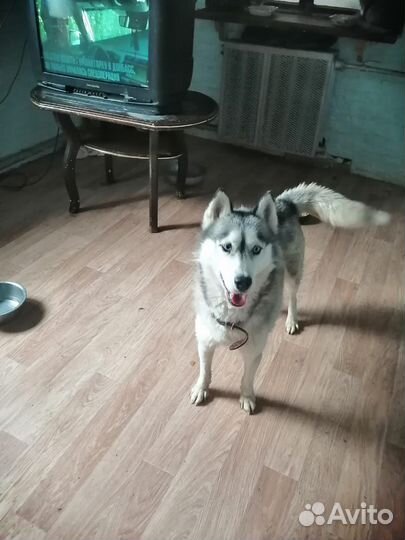 Хаски в добрые руки