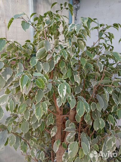 Фикус бенджамина пестролистный