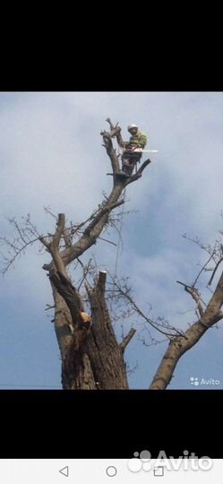 Спил деревьев