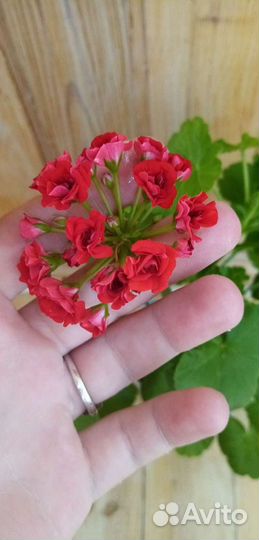 Пеларгония герань сортовая