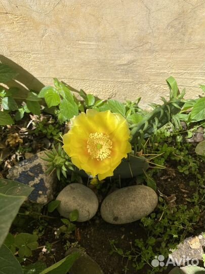 Кактус цветущий опунция