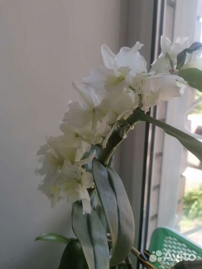 Дендробиум