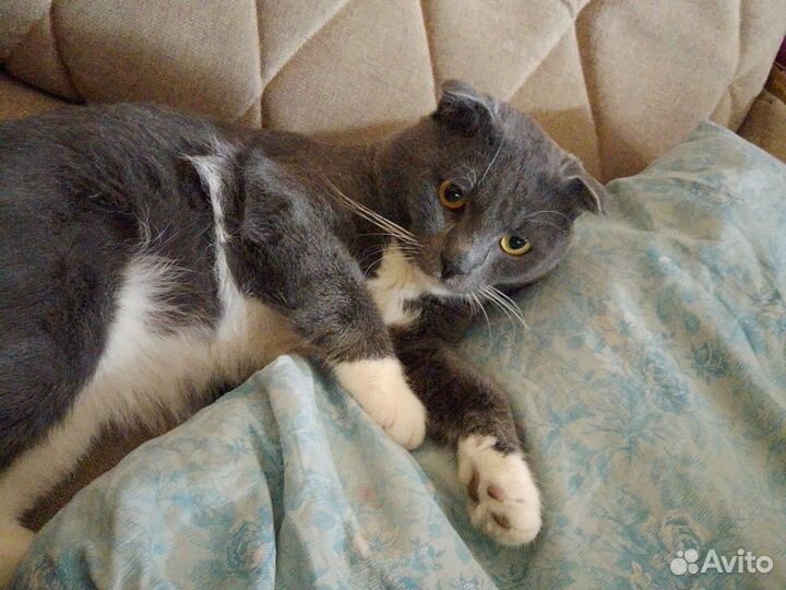 Британская Кошка