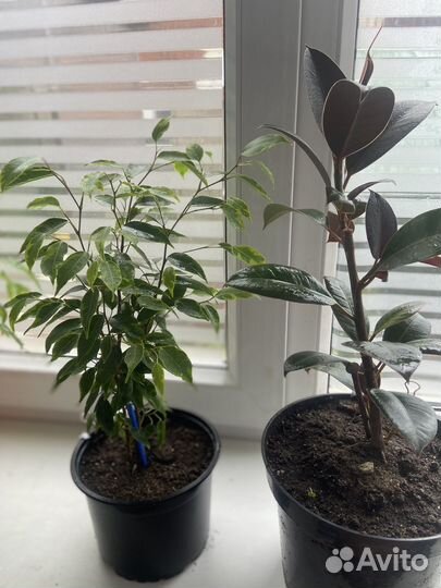 Комнатные цветы