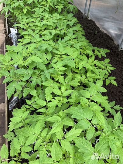 Рассада томаты, перцы, баклажаны, огурцы