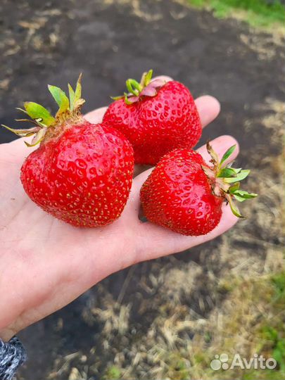 Рассада клубники азия