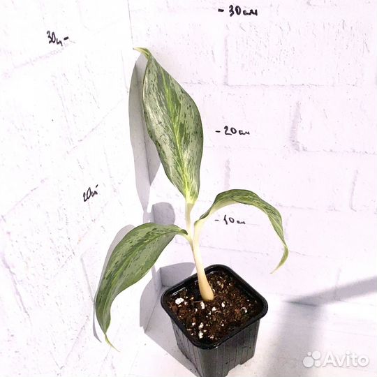 Аглаонема эмеральд грей