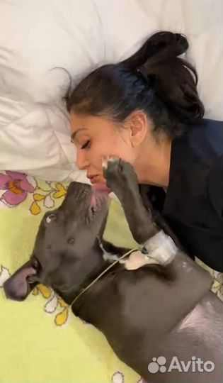 Ветеринарный врач на дом